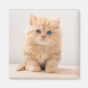 Cutest Baby Animals   A British Longhair Kitten Magnet