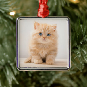 Cutest Baby Animals A British Longhair Kitten Metal Ornament