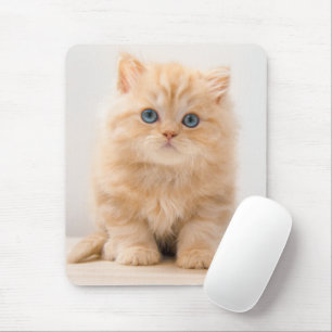 Cutest Baby Animals A British Longhair Kitten Mouse Pad