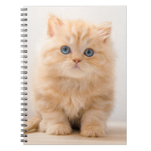 Cutest Baby Animals A British Longhair Kitten Notebook