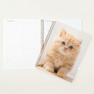 Cutest Baby Animals A British Longhair Kitten Planner