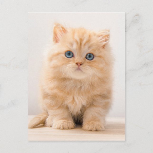 Cutest Baby Animals | A British Longhair Kitten Postcard (Front)