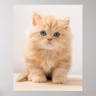 Cutest Baby Animals   A British Longhair Kitten Poster