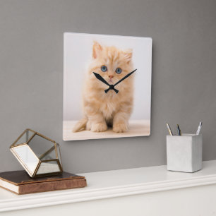 Cutest Baby Animals A British Longhair Kitten Square Wall Clock