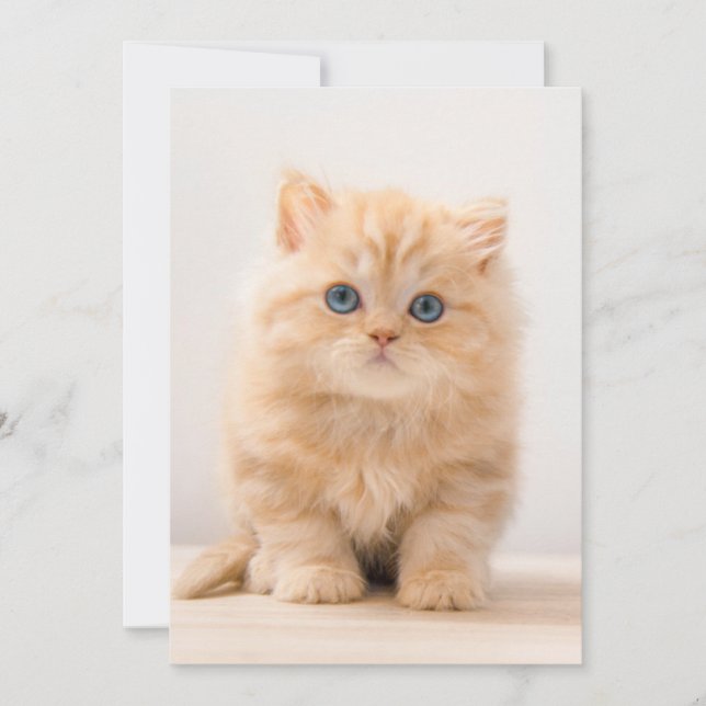 Cutest Baby Animals | A British Longhair Kitten Thank You Card (Front)