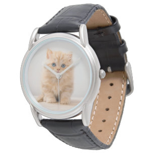 Cutest Baby Animals   A British Longhair Kitten Watch