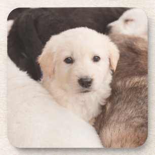 Cutest Baby Animals   A Cute Pile of Puppies Coaster