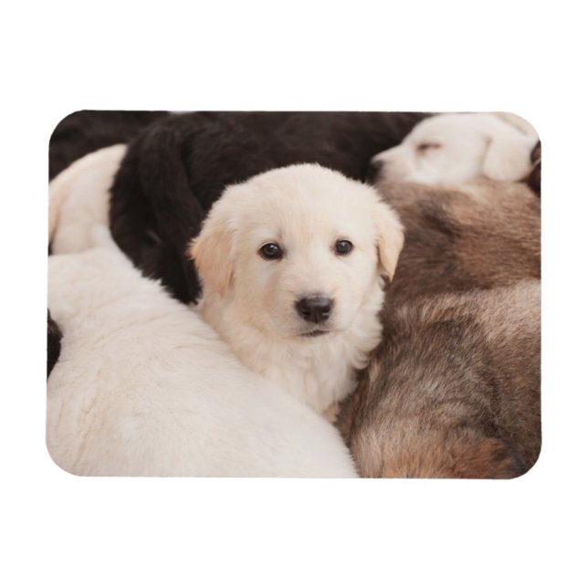Cutest Baby Animals | A Cute Pile of Puppies Magnet (Horizontal)