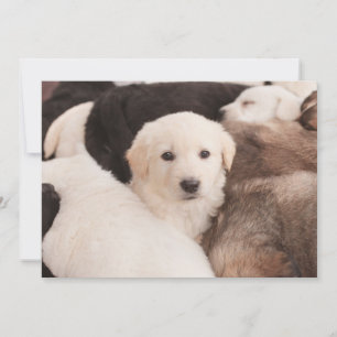 Cutest Baby Animals   A Cute Pile of Puppies Thank You Card