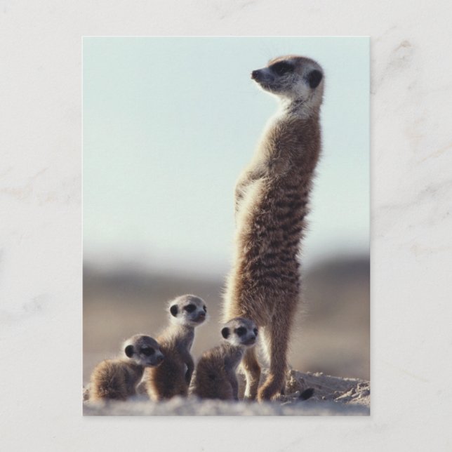 Cutest Baby Animals | A Family of Meerkats Postcard (Front)