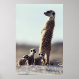 Cutest Baby Animals   A Family of Meerkats Poster