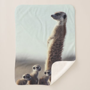 Cutest Baby Animals   A Family of Meerkats Sherpa Blanket