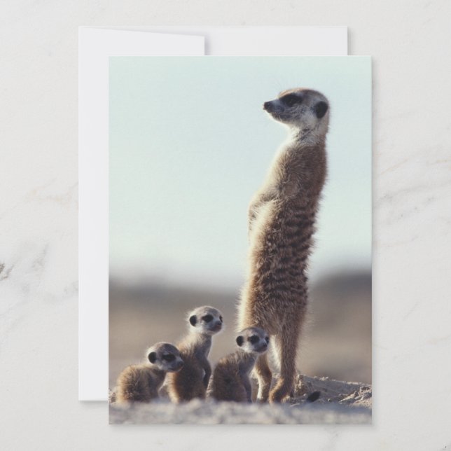 Cutest Baby Animals | A Family of Meerkats Thank You Card (Front)