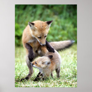 Cutest Baby Animals   Adorable Fox Kit & Mama Poster