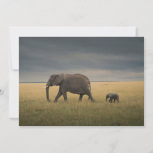 Cutest Baby Animals   African Elephant Family Thank You Card