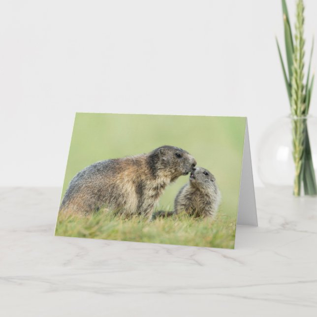 Cutest Baby Animals | Alpine Marmot Family Card (Front)