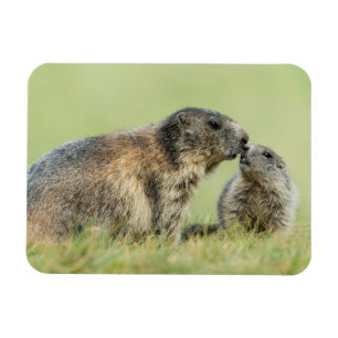 Cutest Baby Animals Alpine Marmot Family Magnet