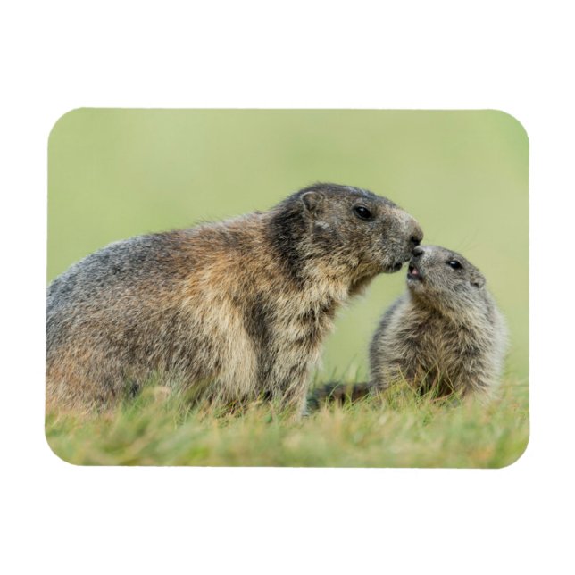Cutest Baby Animals | Alpine Marmot Family Magnet (Horizontal)