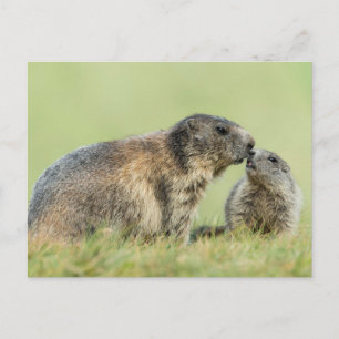 Cutest Baby Animals   Alpine Marmot Family Postcard