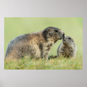 Cutest Baby Animals Alpine Marmot Family Poster