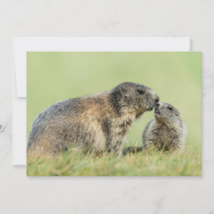 Cutest Baby Animals   Alpine Marmot Family Thank You Card