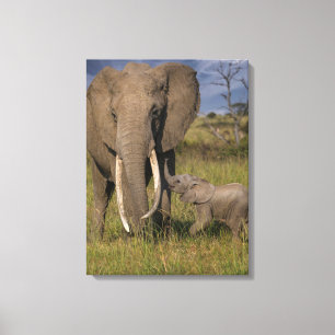 Cutest Baby Animals Amama Elephant With Baby Canvas Print