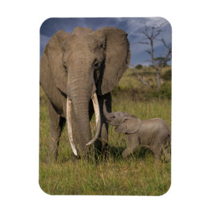 Cutest Baby Animals Amama Elephant With Baby Magnet
