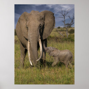 Cutest Baby Animals   Amama Elephant With Baby Poster