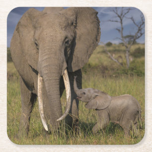 Cutest Baby Animals Amama Elephant With Baby Square Paper Coaster