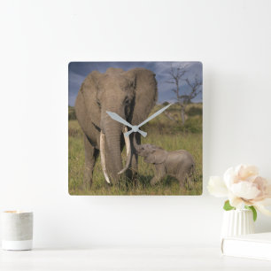 Cutest Baby Animals Amama Elephant With Baby Square Wall Clock