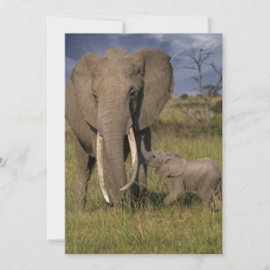 Cutest Baby Animals Amama Elephant With Baby Thank You Card