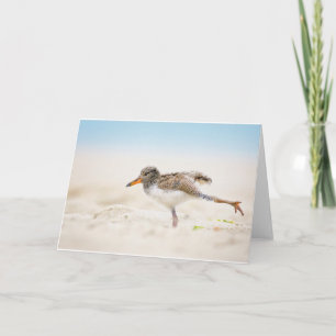 Cutest Baby Animals American Oystercatcher Chick Card
