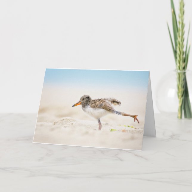 Cutest Baby Animals | American Oystercatcher Chick Card (Front)