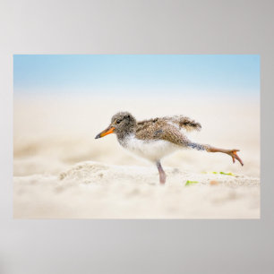 Cutest Baby Animals   American Oystercatcher Chick Poster