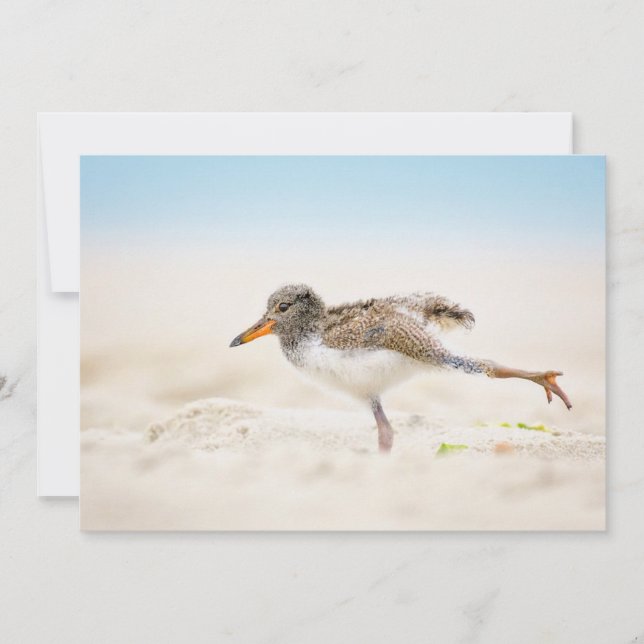 Cutest Baby Animals | American Oystercatcher Chick Thank You Card (Front)
