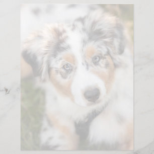 Cutest Baby Animals   Australian Shepherd Puppy