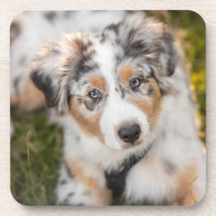 Cutest Baby Animals   Australian Shepherd Puppy Coaster