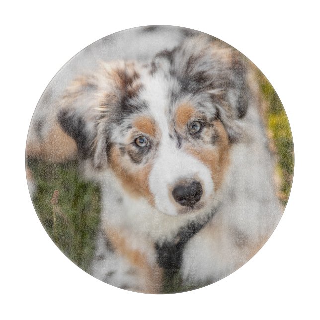 Cutest Baby Animals | Australian Shepherd Puppy Cutting Board (Front)
