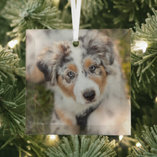 Cutest Baby Animals   Australian Shepherd Puppy Glass Tree Decoration