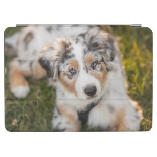 Cutest Baby Animals   Australian Shepherd Puppy iPad Air Cover