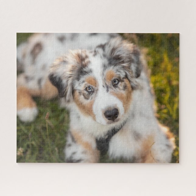 Cutest Baby Animals | Australian Shepherd Puppy Jigsaw Puzzle (Horizontal)
