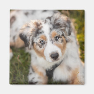 Cutest Baby Animals   Australian Shepherd Puppy Magnet