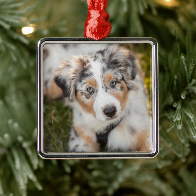 Cutest Baby Animals | Australian Shepherd Puppy Metal Ornament (Tree)