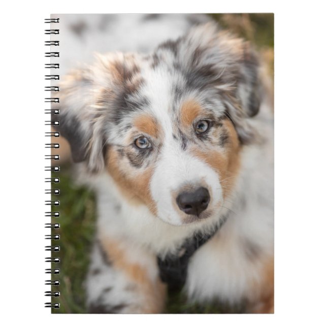 Cutest Baby Animals | Australian Shepherd Puppy Notebook (Front)