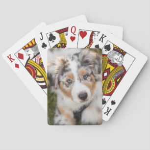 Cutest Baby Animals Australian Shepherd Puppy Playing Cards