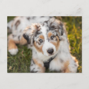 Cutest Baby Animals Australian Shepherd Puppy Postcard