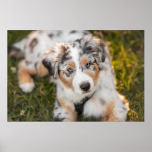 Cutest Baby Animals   Australian Shepherd Puppy Poster