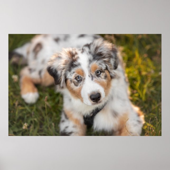 Cutest Baby Animals | Australian Shepherd Puppy Poster (Front)