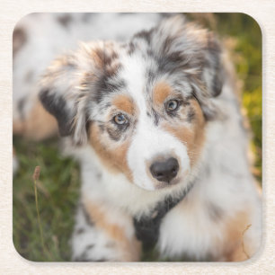Cutest Baby Animals   Australian Shepherd Puppy Square Paper Coaster