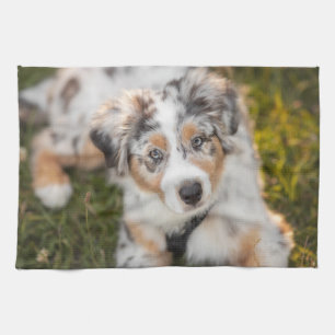 Cutest Baby Animals   Australian Shepherd Puppy Tea Towel